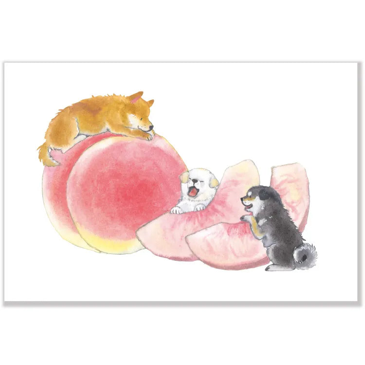 Postcard: 村田 夏佳 (Natsuka Murata): Shiba Inu nap Time on a White Peach